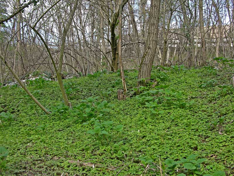 Ritrovamenti domenica 01 aprile.